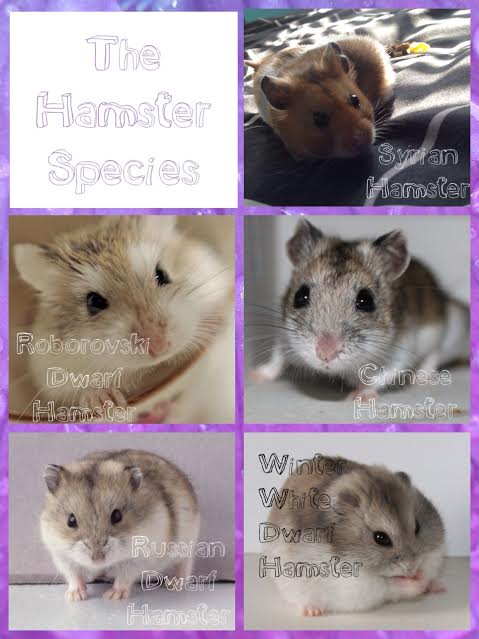 types of domestic hamsters